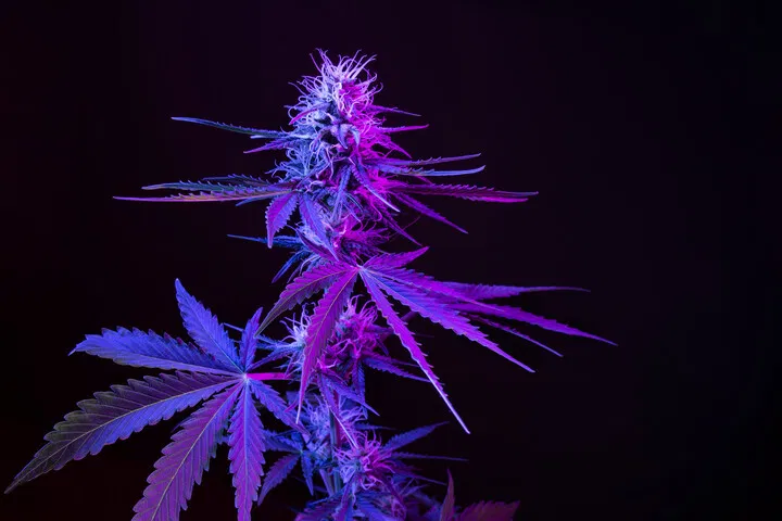 cannabis in darkness