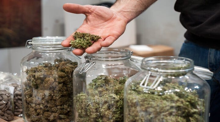 cannabis in glass jars