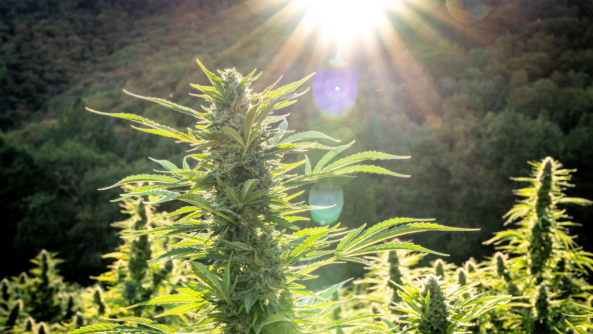 Cannabis plants under sunlight