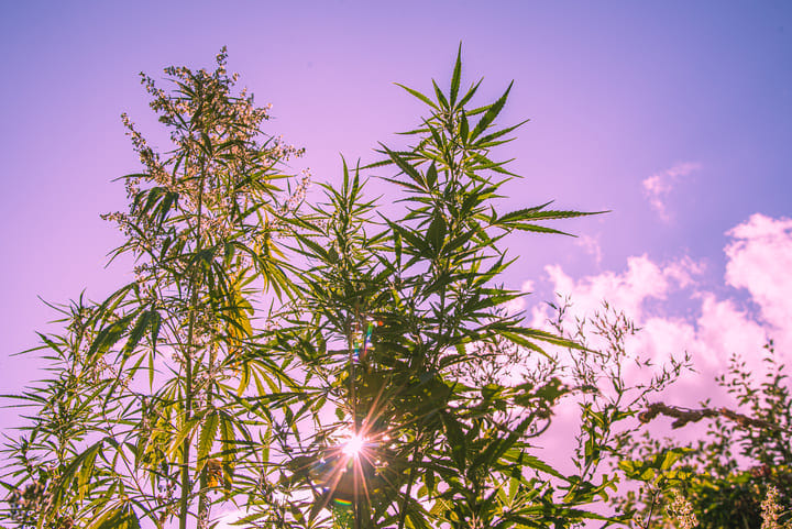 does weed grow in the wild in America