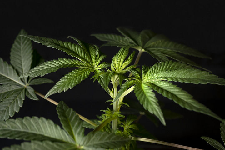 cannabis in the vegetative stage