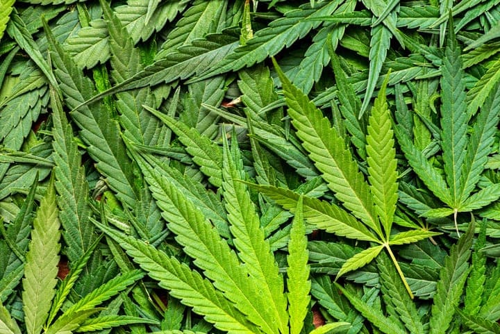 remove dead cannabis leaves promptly