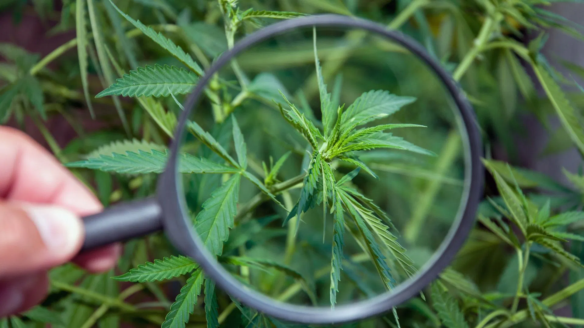 cannabis magnified