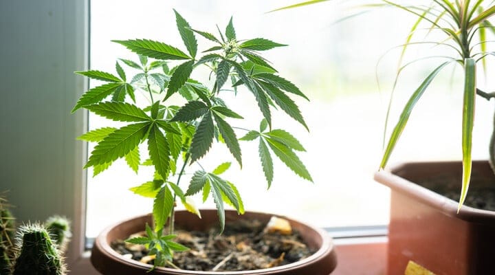 cannabis on a windowsill