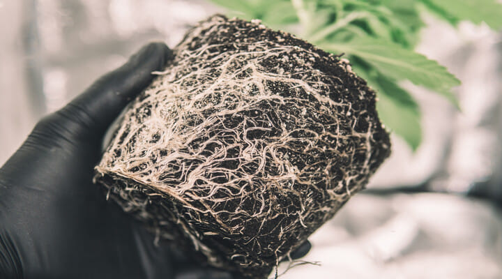 cannabis plant roots