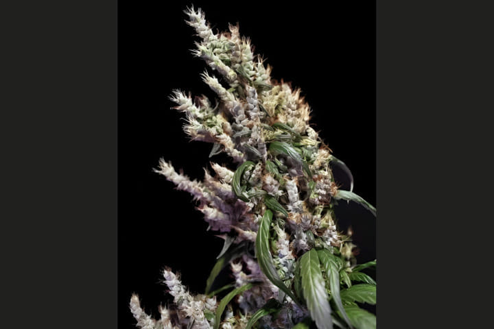 cannabis plant with foxtail buds