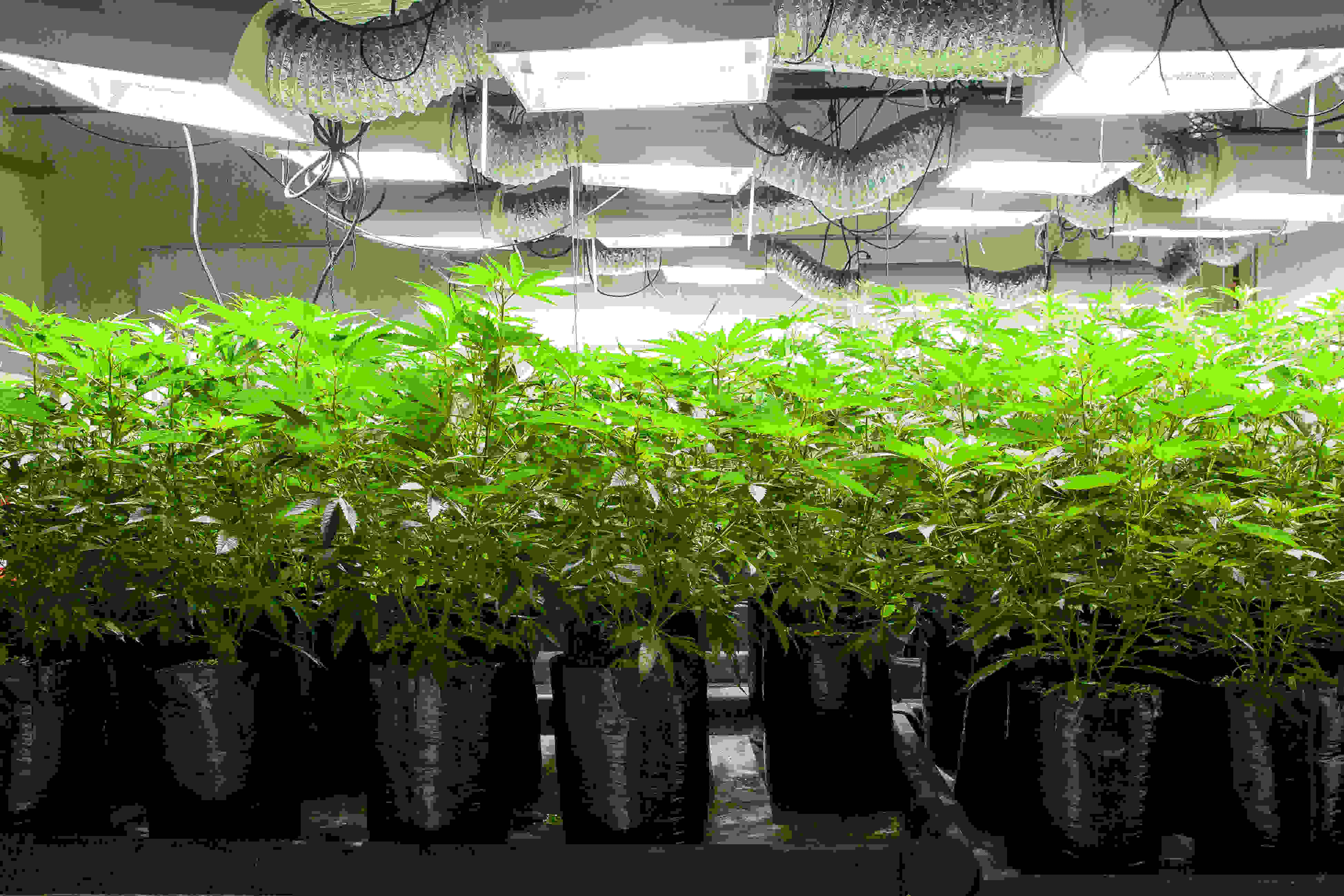 intense light and genetics can cause foxtailing