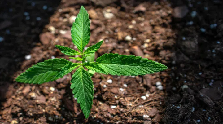 cannabis seedling