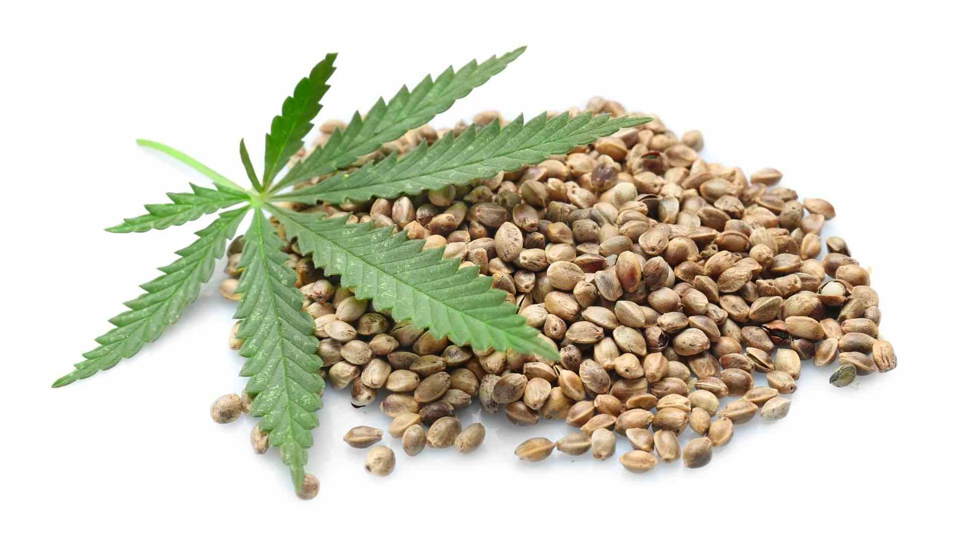 cannabis seeds