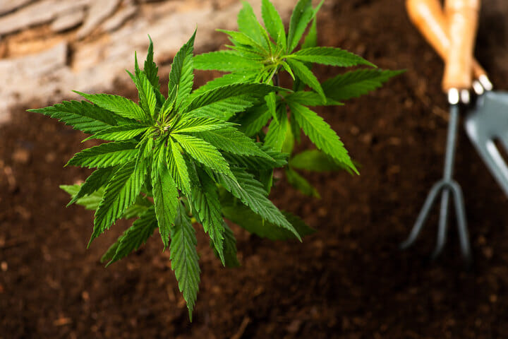 cannabis plants need healthy soil