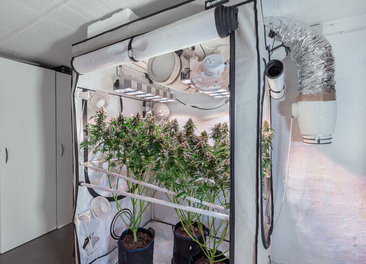 carbon filters minimize cannabis odor