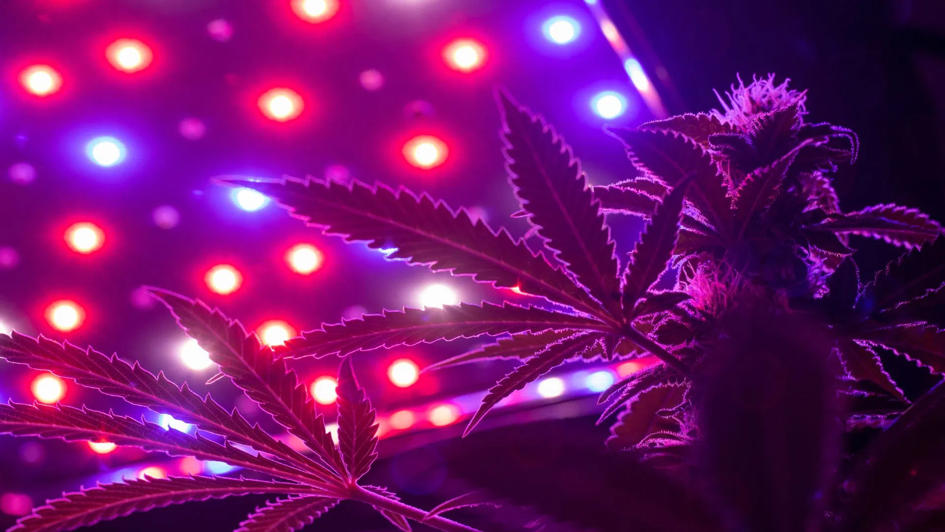 Cannabiis growing indoors under LEDs