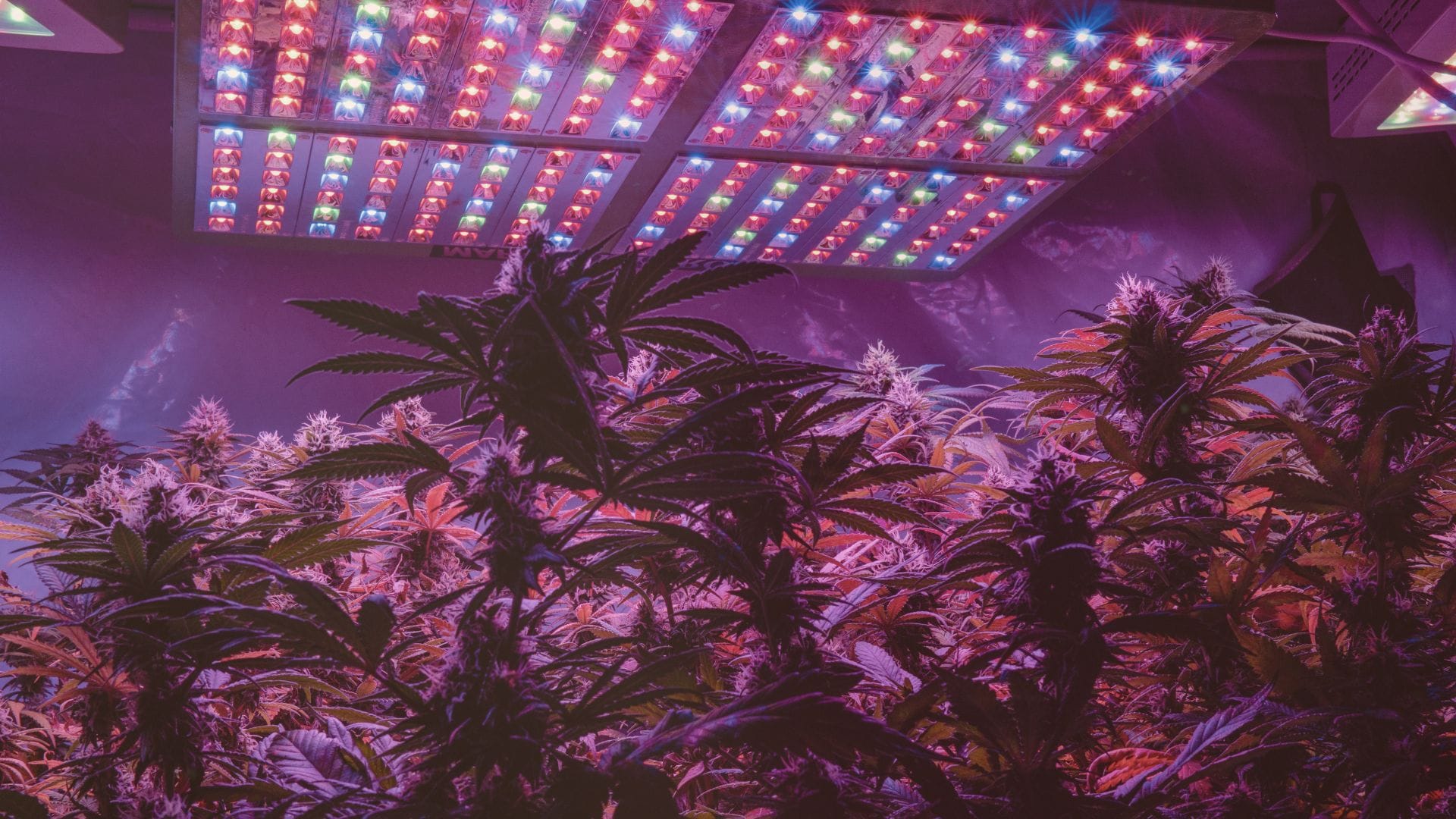 Cannabis growing under LED lights