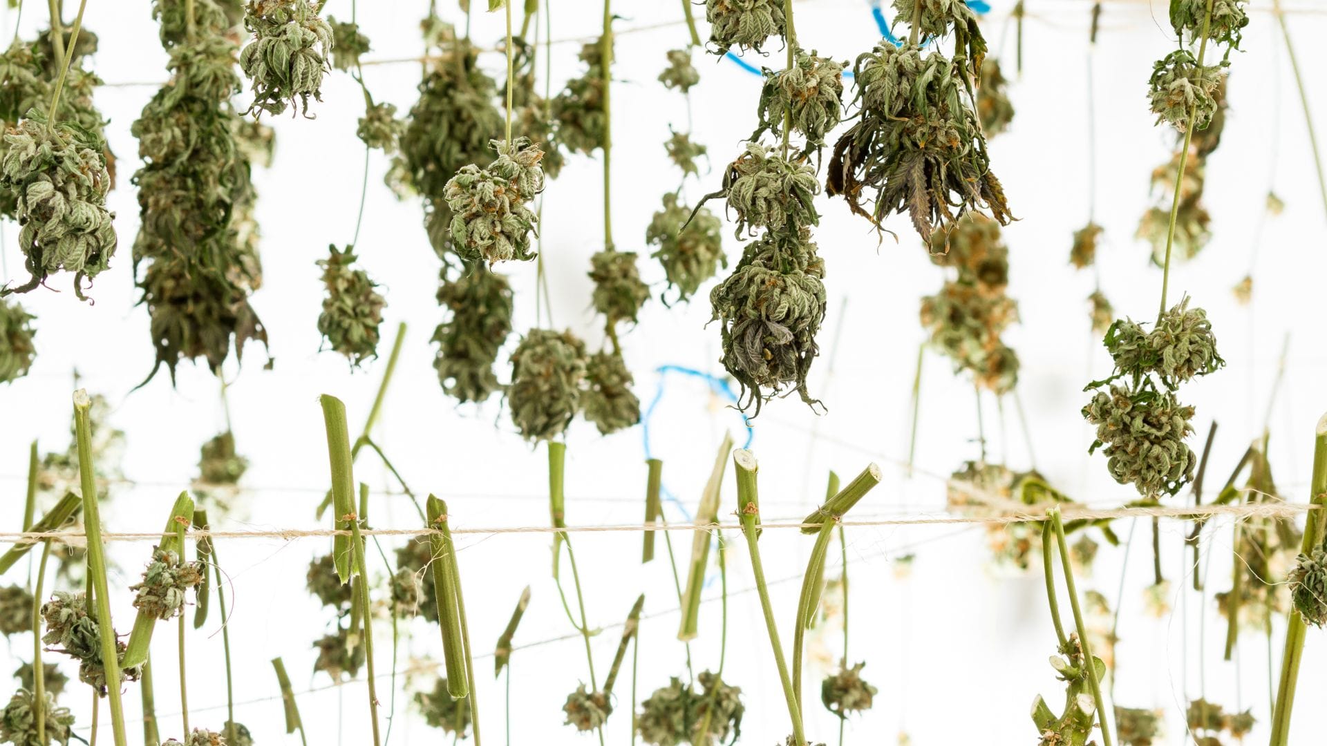 Photoperiod cannabis higher yield