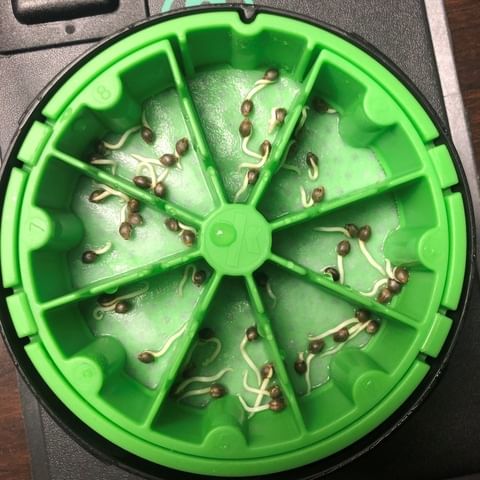 Le Cannakan fait germer les graines