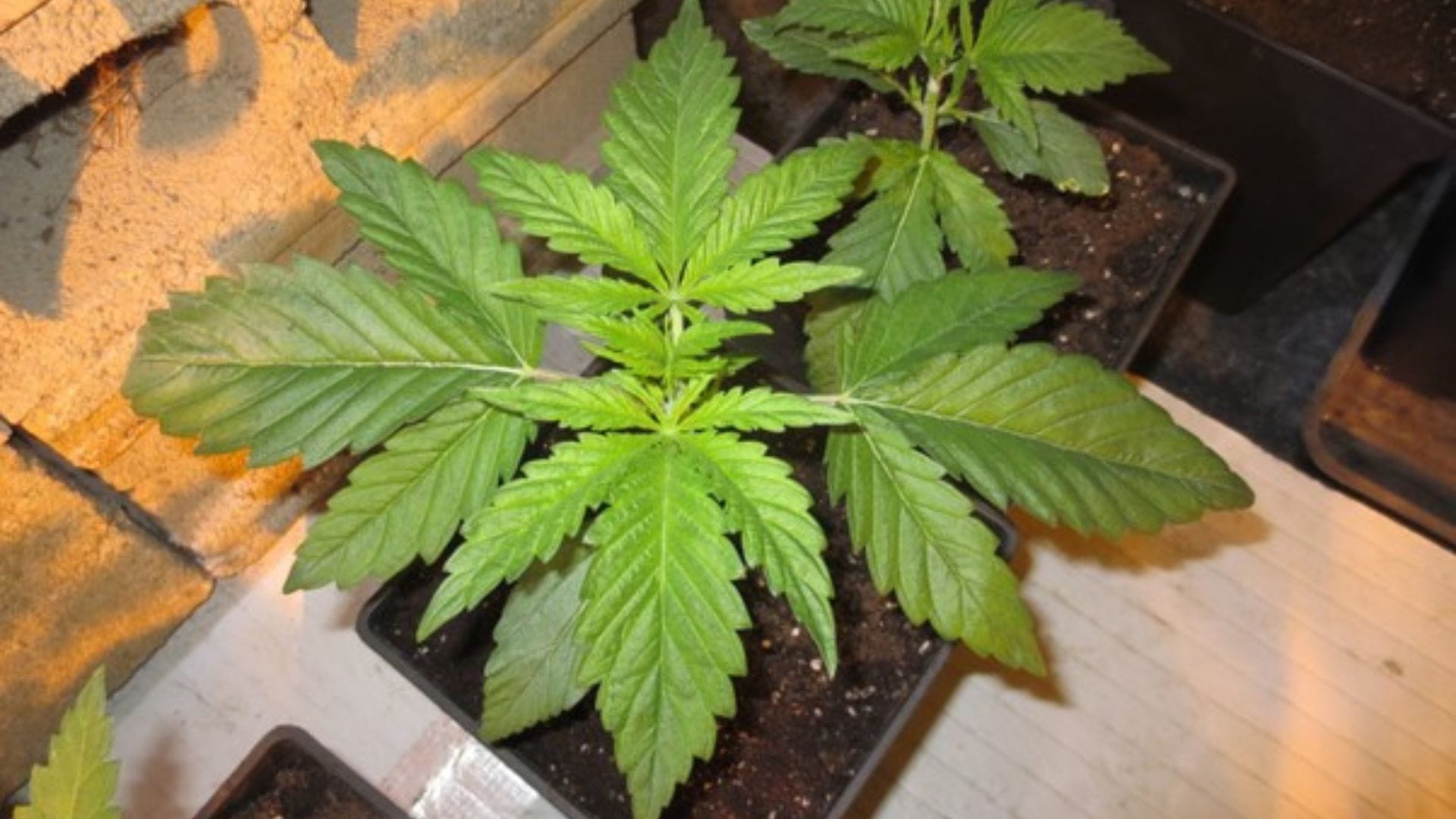 This little autoflowering plant is near the end of the seedling stage. You will notice that autoflowering seedlings grow very fast.