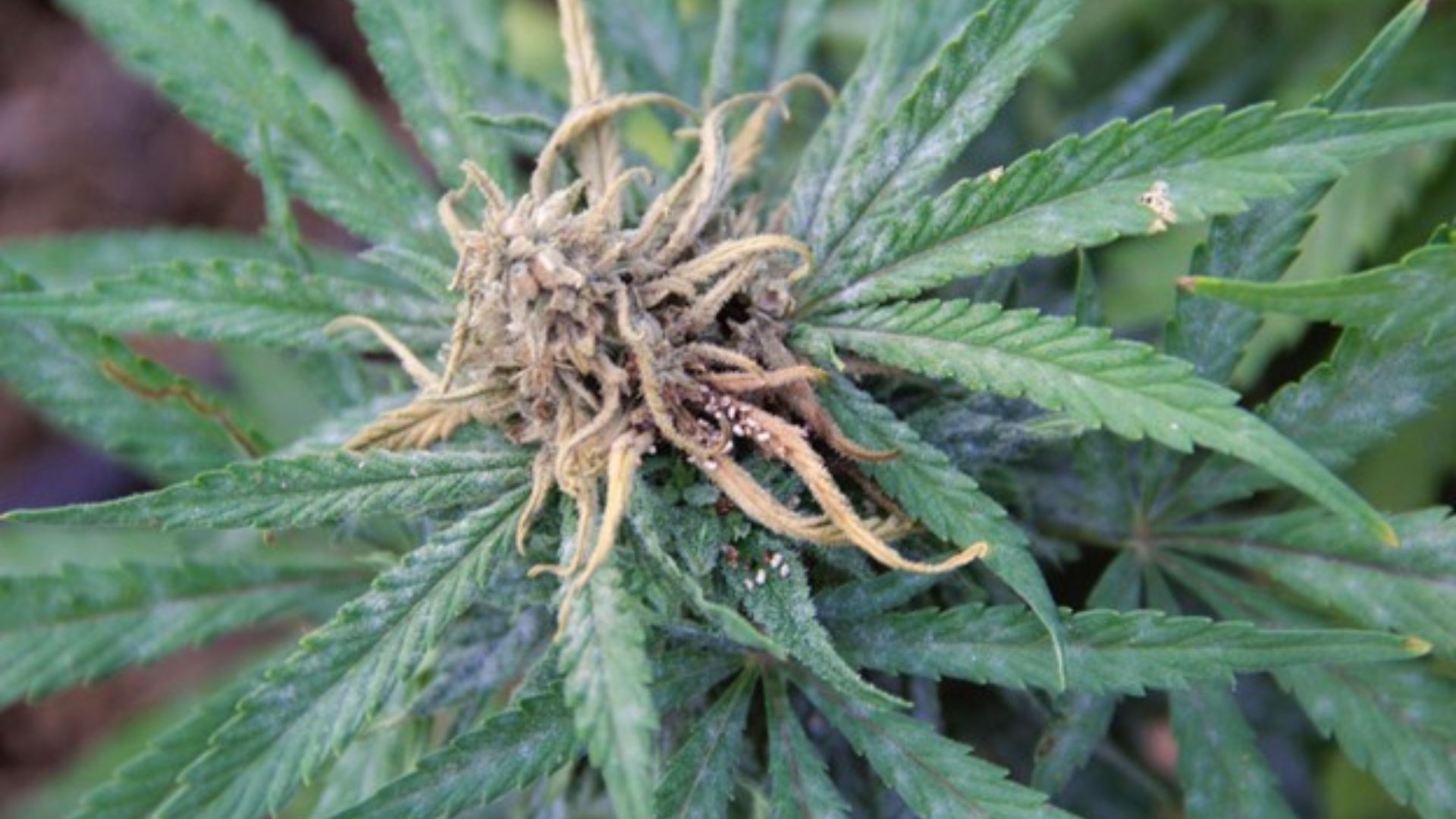 grey mold can devastate flowering crops