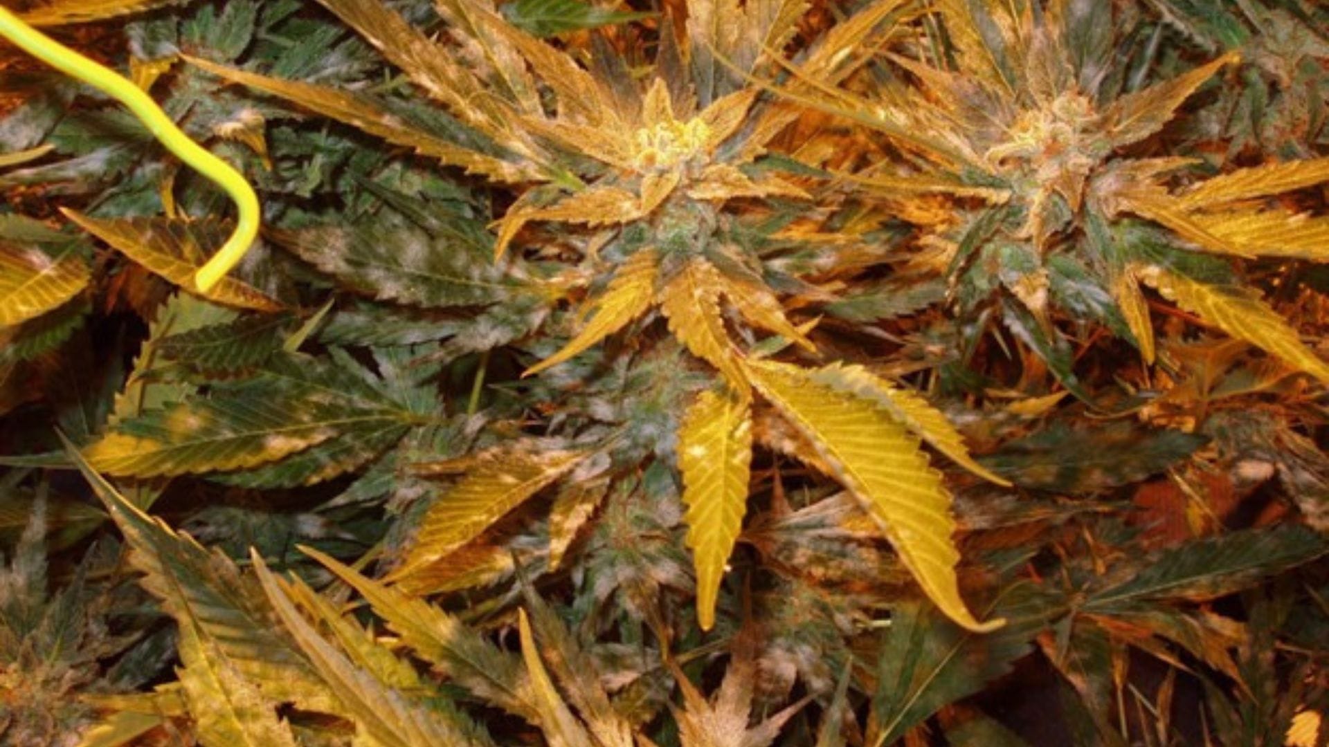 Powdery mildew is one of the common molds that can take over your garden!