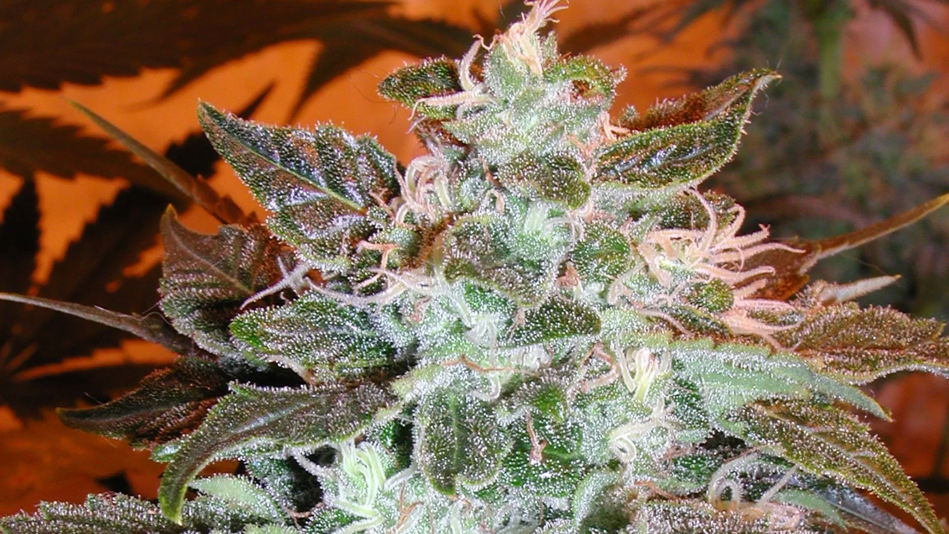 Autoflowering cannabis flowers are flavorful and potent. Their fast growth rate and early harvest date make them a grower's favorite.
