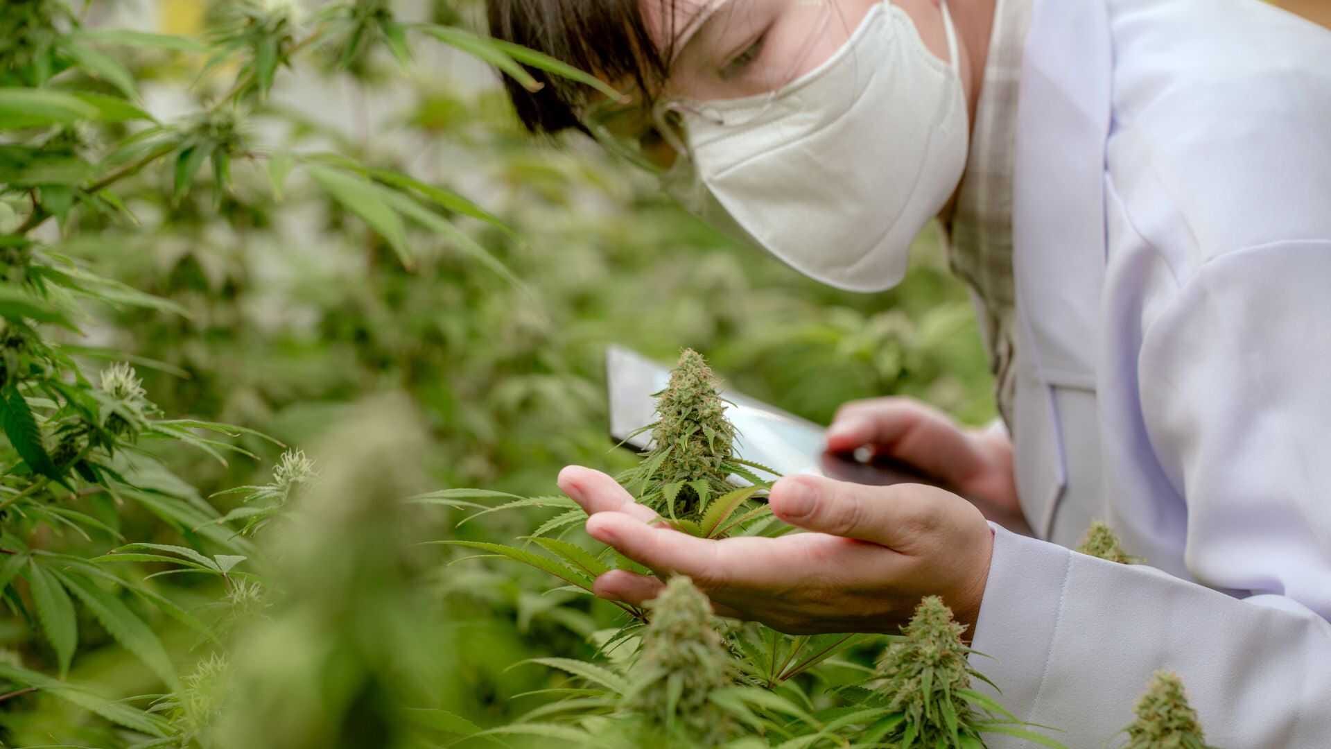 Environmental control is integral to crop steering