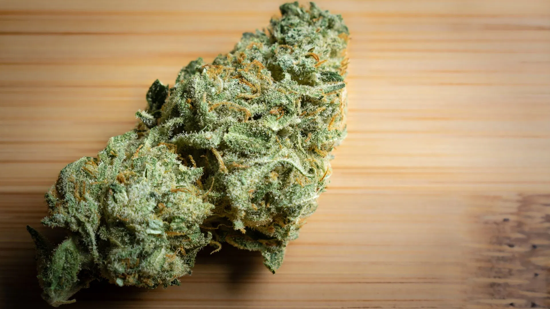 bud of Cheese cannabis