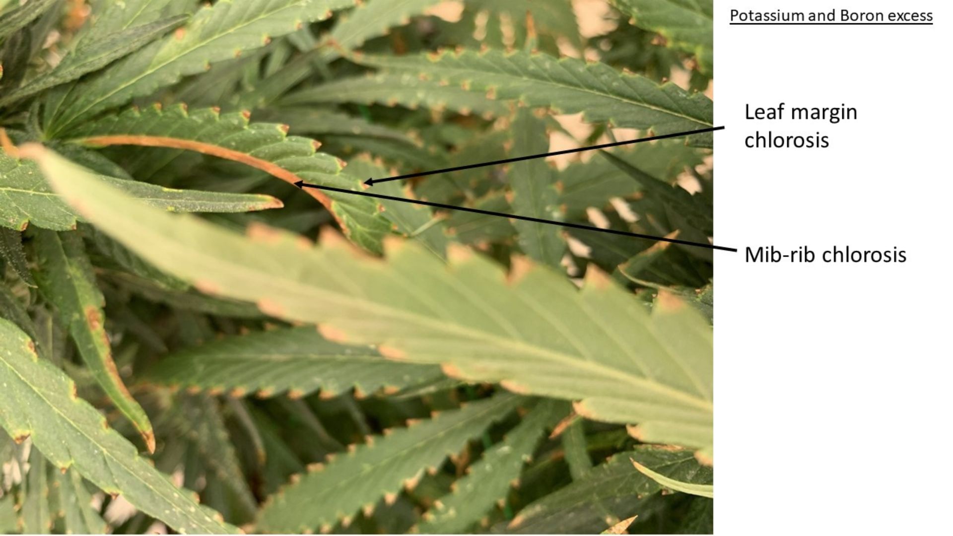 signs of potassium and boron excess on cannabis leaf