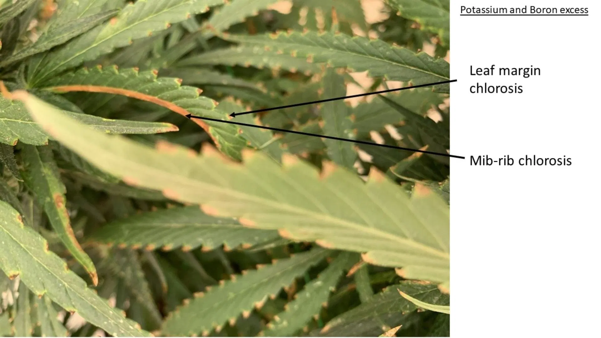 signs of potassium and boron excess on cannabis leaf
