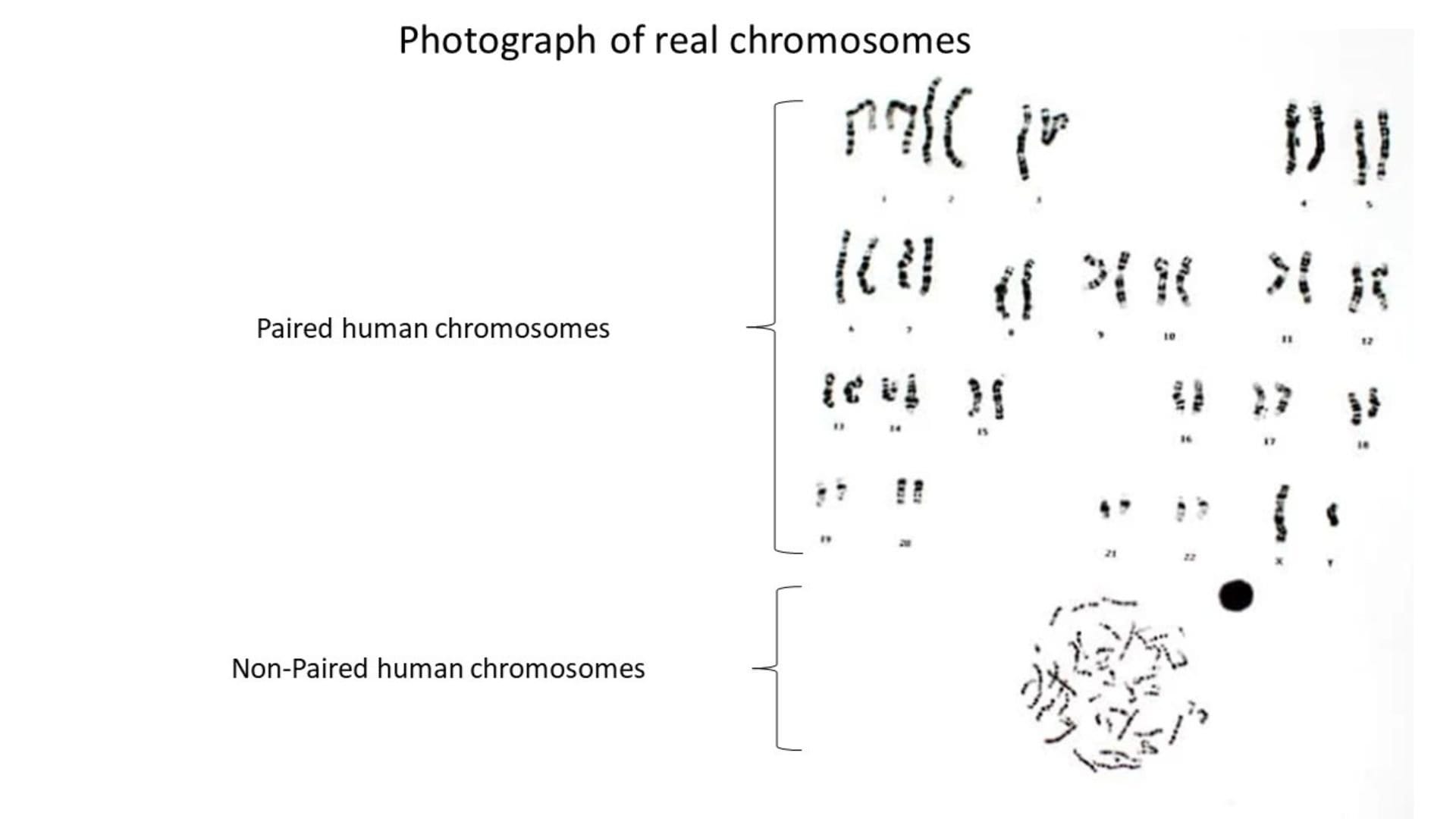 Diagram illustrating human chromosomes