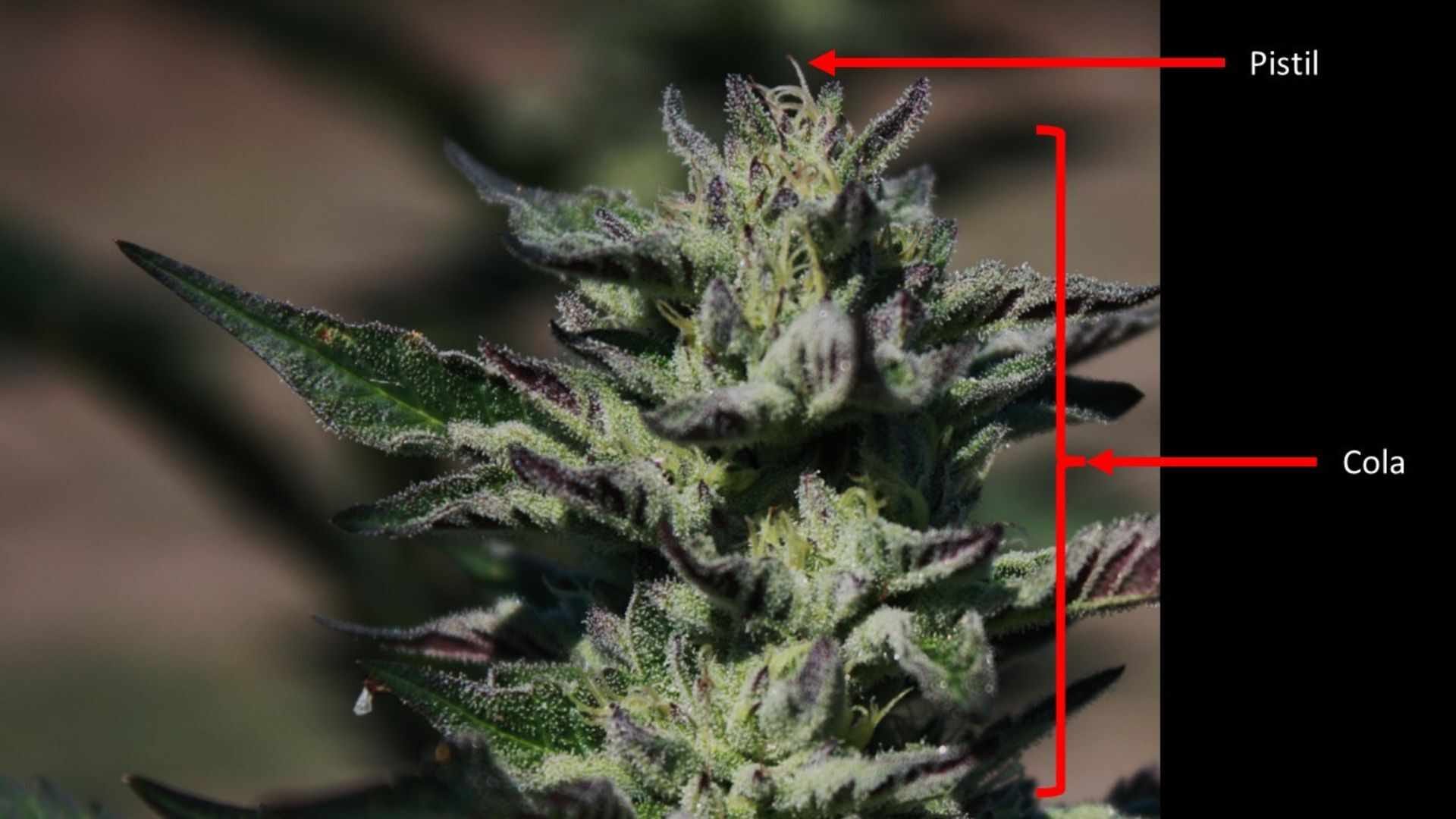 cannabis pistil and cola illustrated