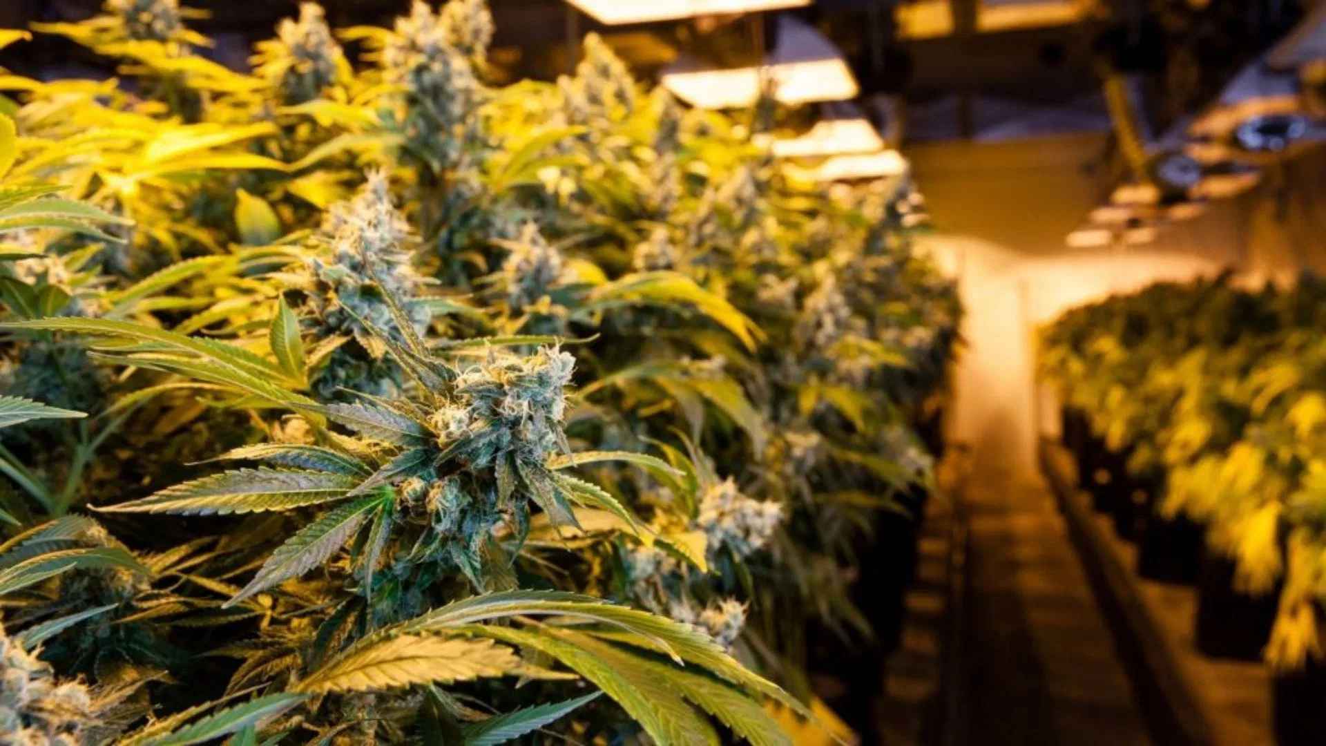 Inside a commercial grow facility