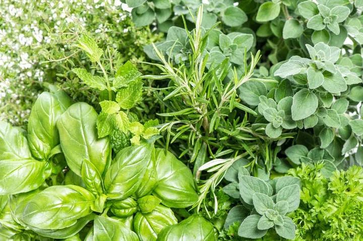 how can outdoor growers mask cannabis odor