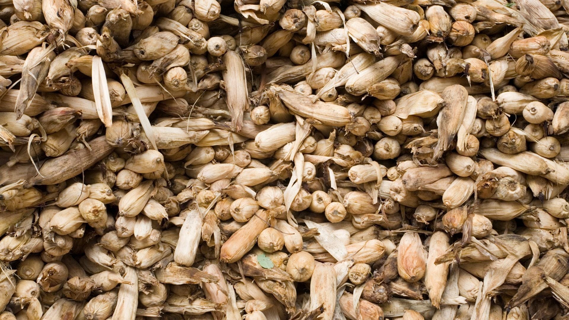 Cannabis is packed inside a corn husk to make a cannabis cob
