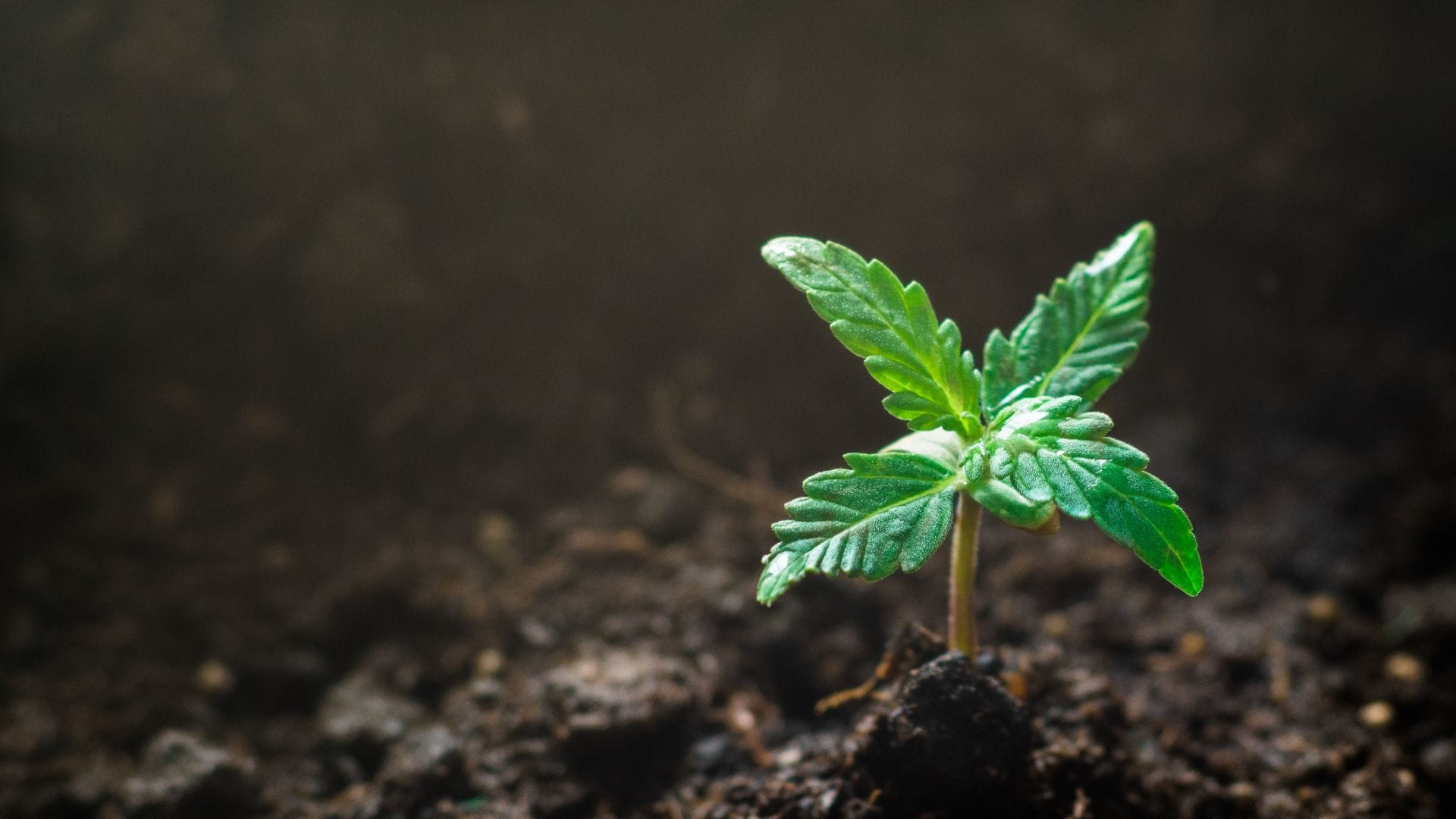 Cotyledons - first true leaves