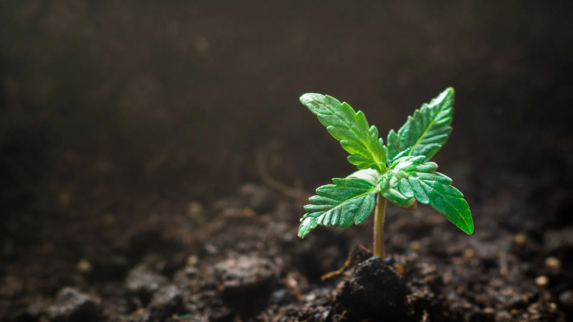 Cotyledons - first true leaves