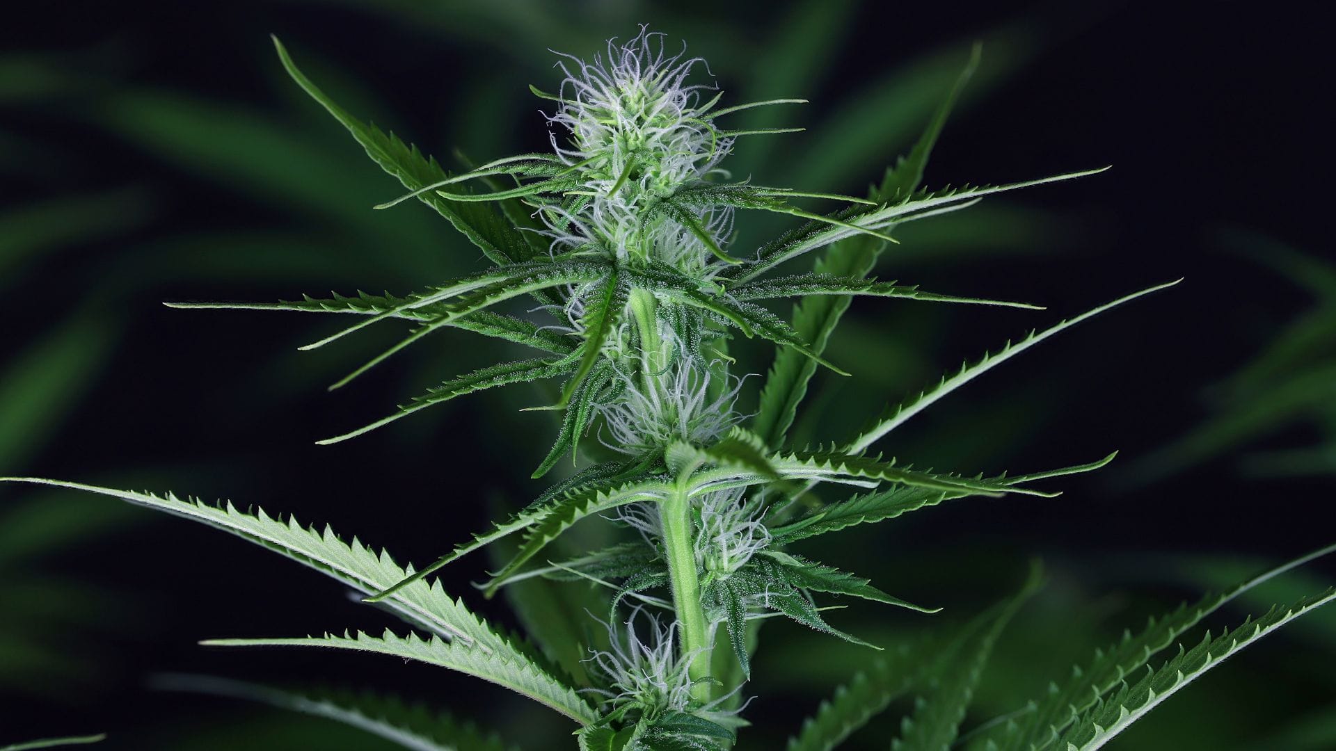 Cream & Cheese CBD 1:1