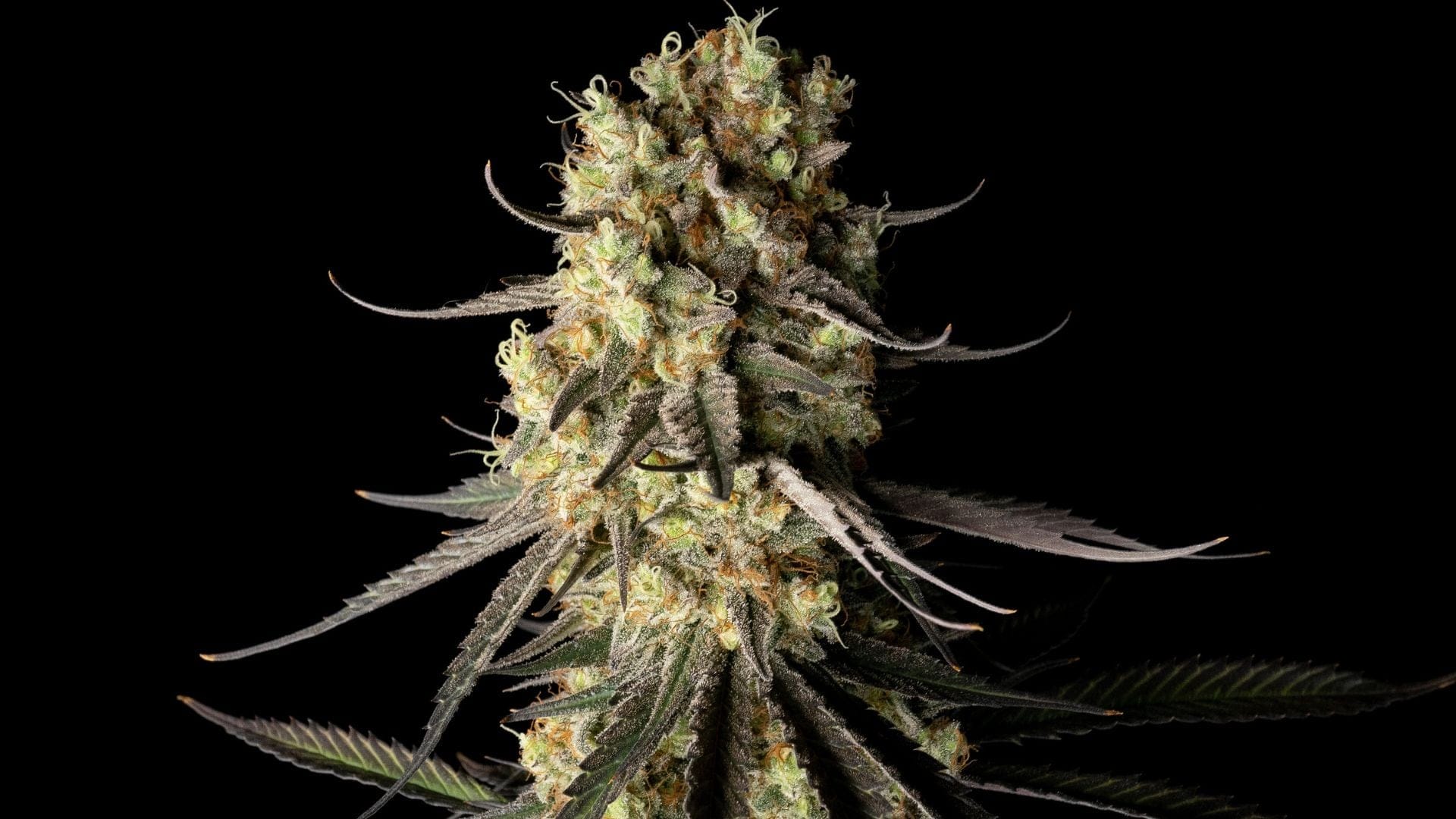 Cream & Cheese CBD 2:1 is a soothing strain