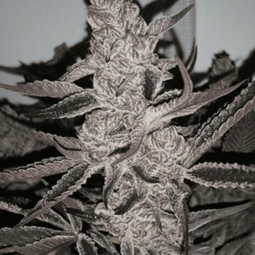 In House Genetics Crystal Cookies V2