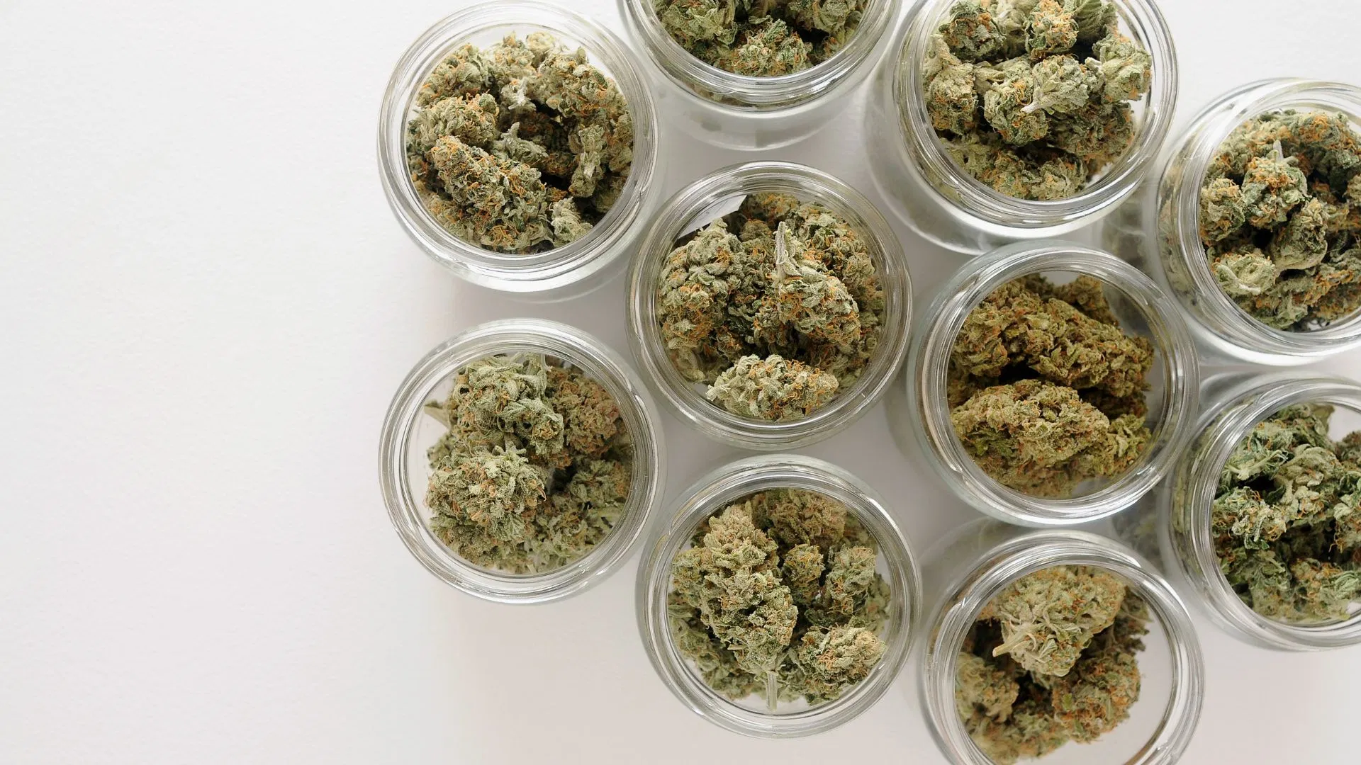 Cure buds carefully and correctly to optimise flavour and potency