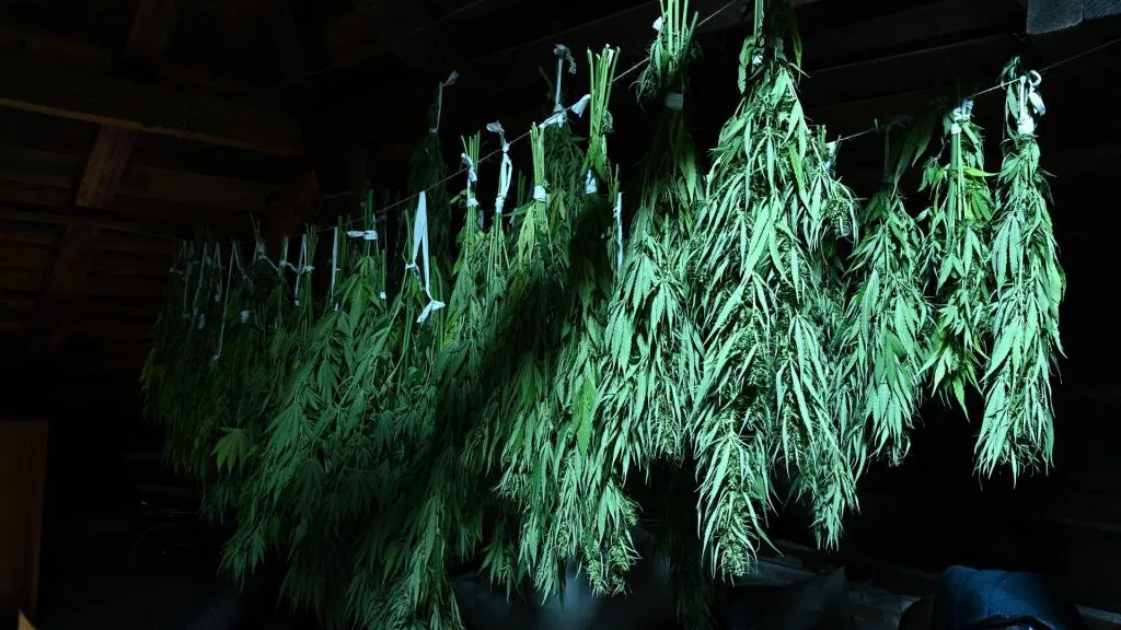 Curing Cannabis Hanging Upside Down