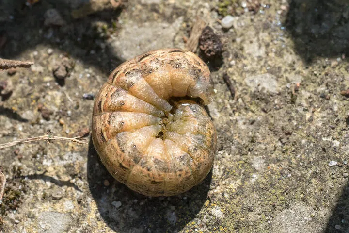cutworm cannabis pest
