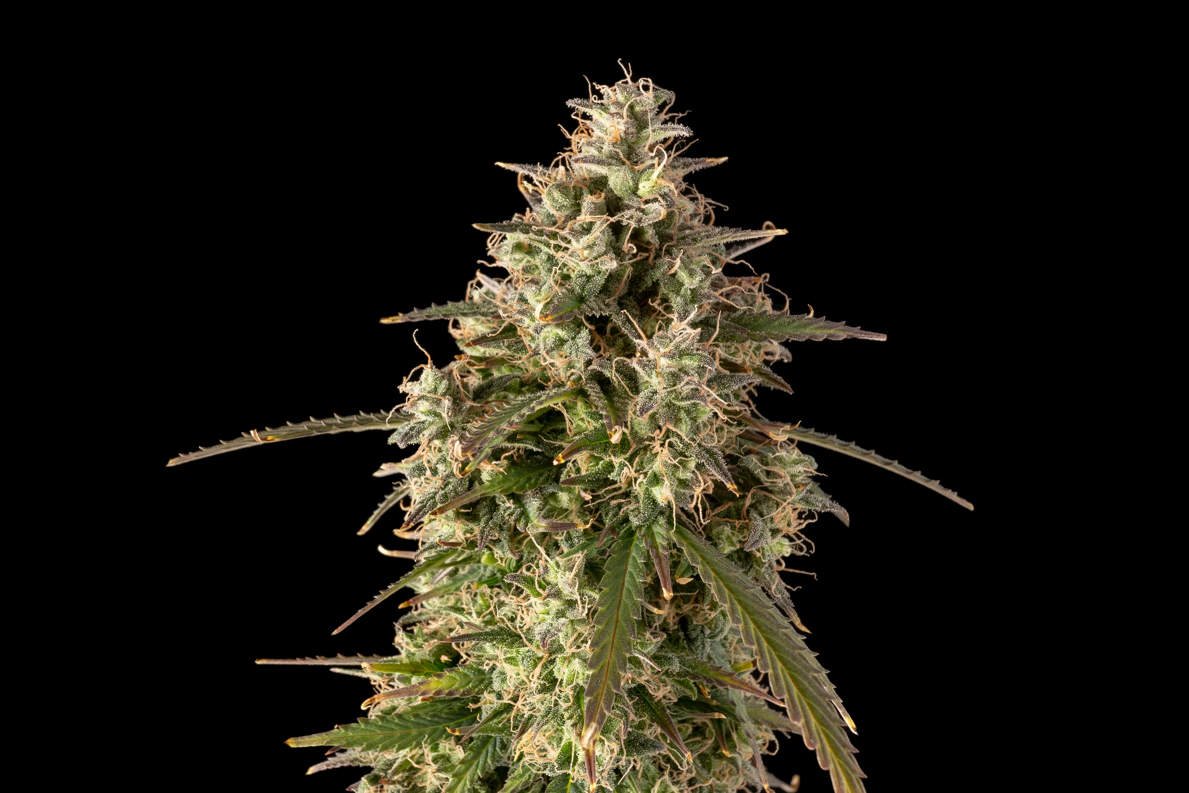 BEST STRAINS FOR THE GIGGLES BEST STRAINS FOR THE GIGGLES