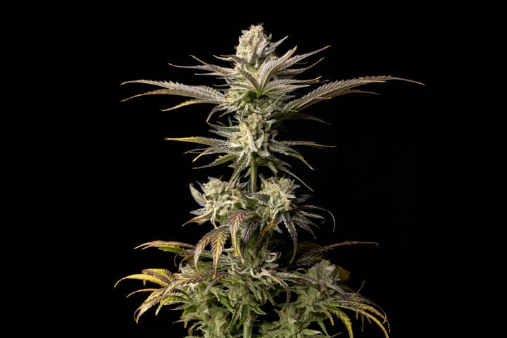 Top 5 Indica Strains LA Peyote Kush