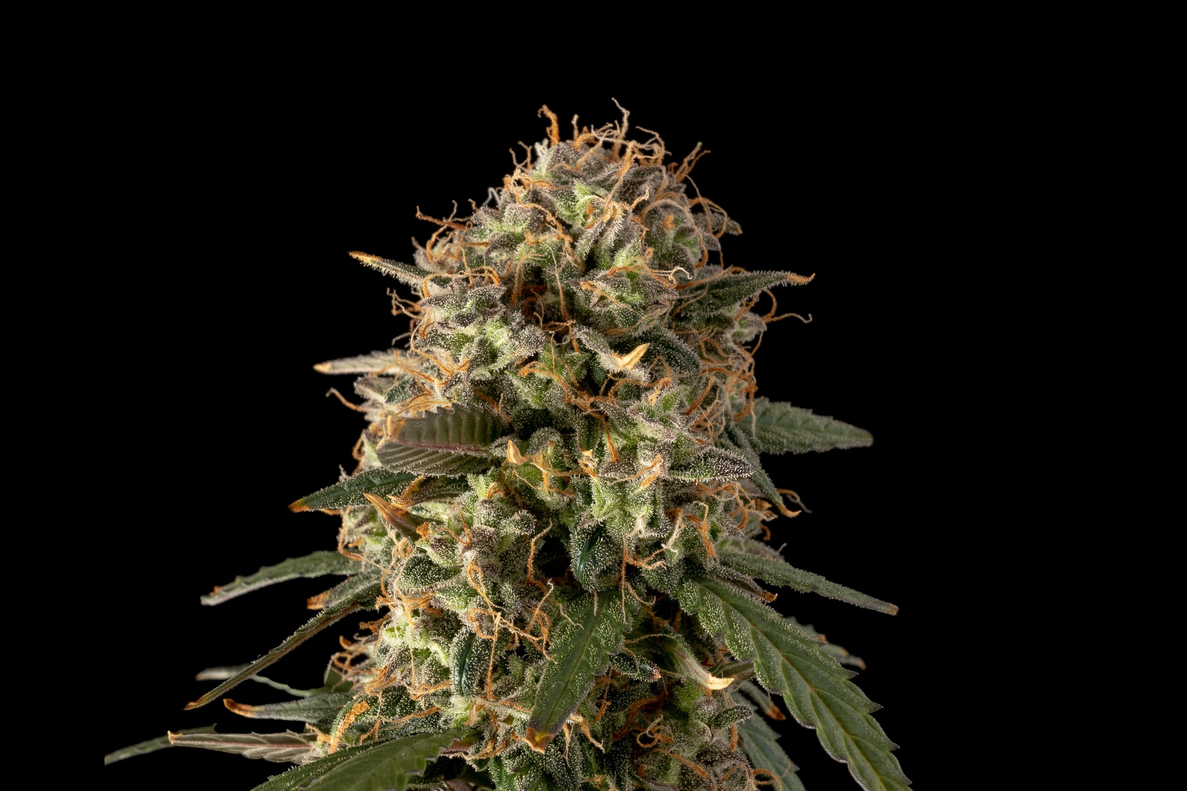 grow cannabis on a balcony