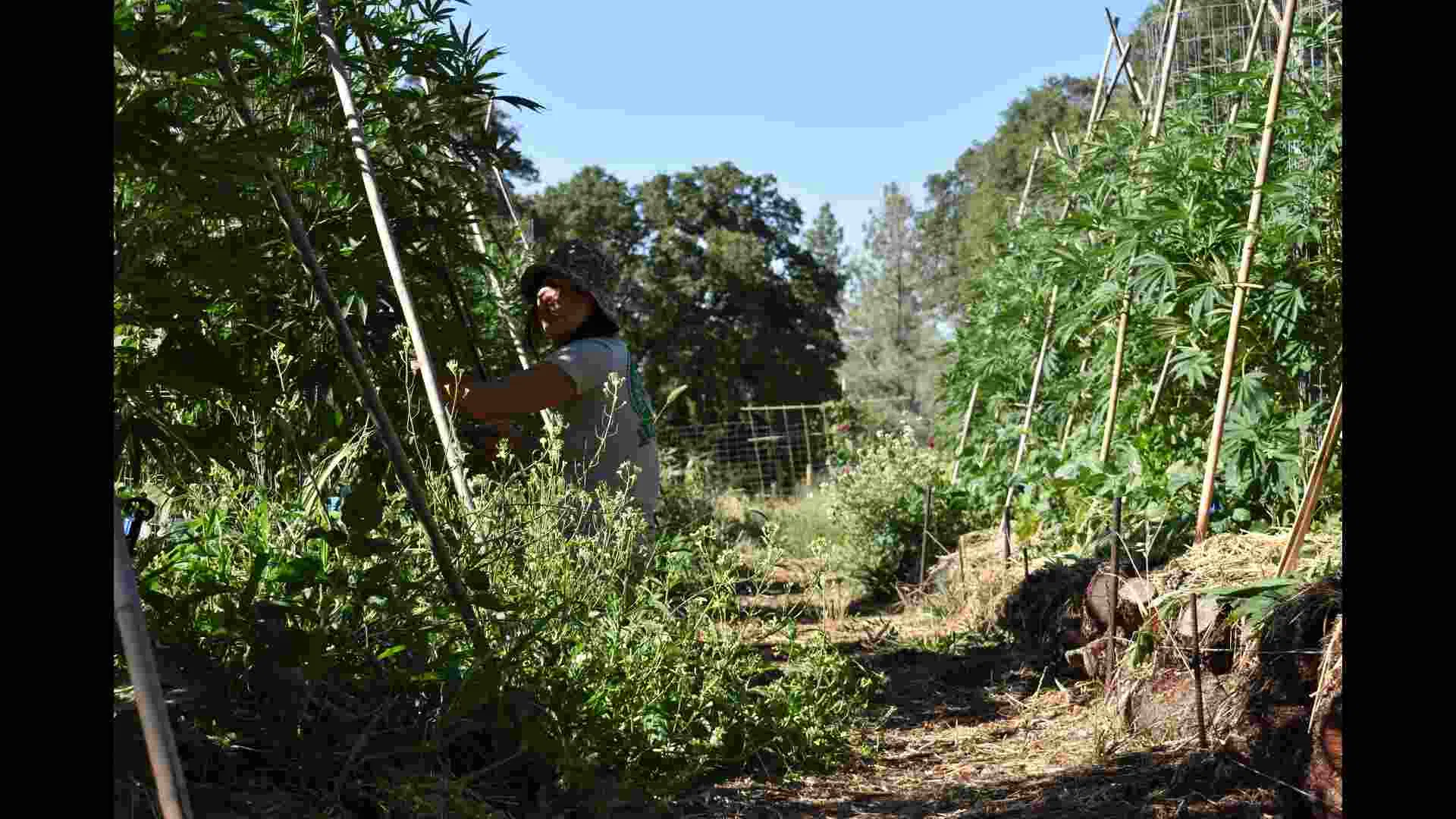 genetics are the key to a successful grow