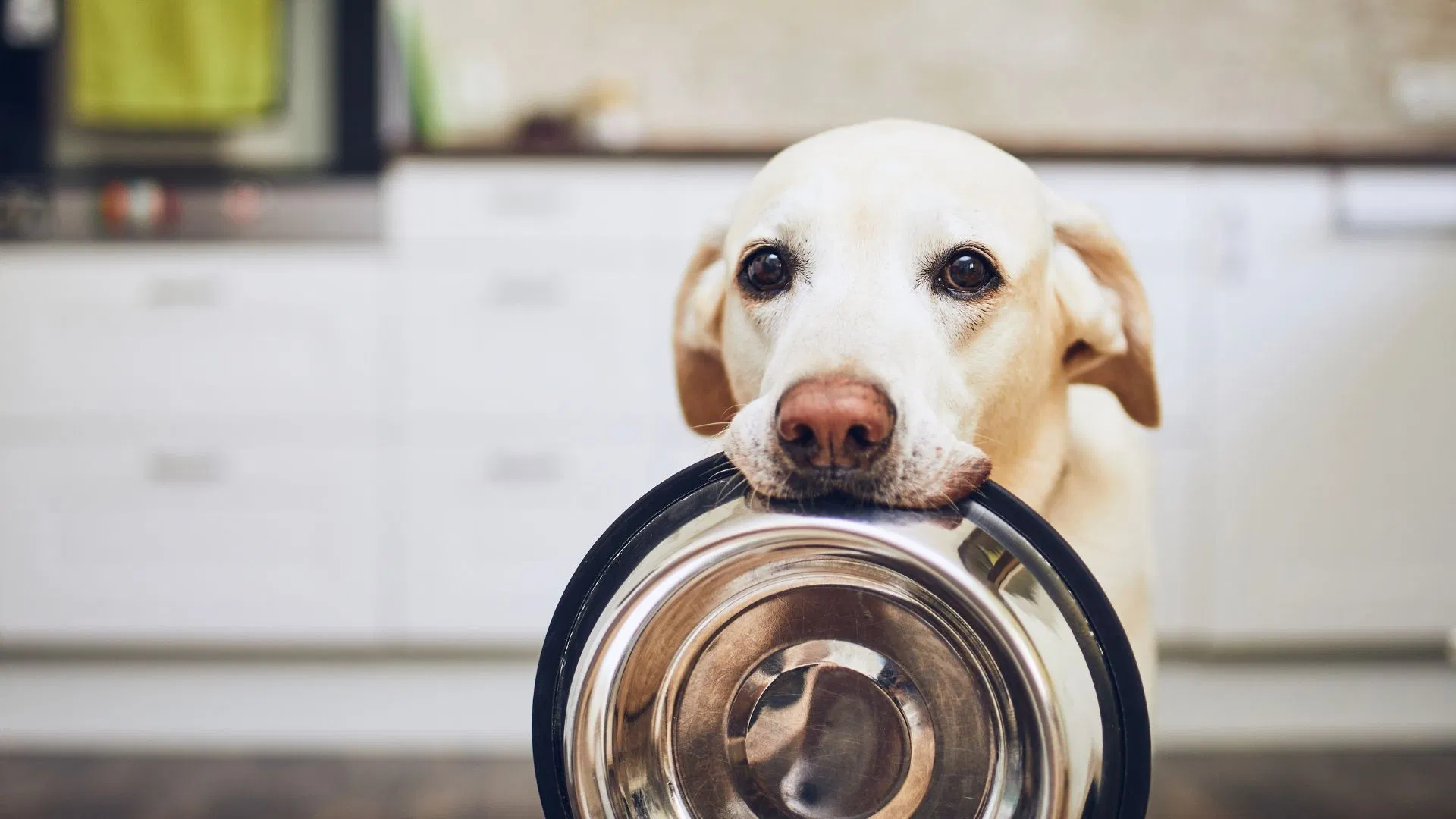 Hungry dog with bowl
