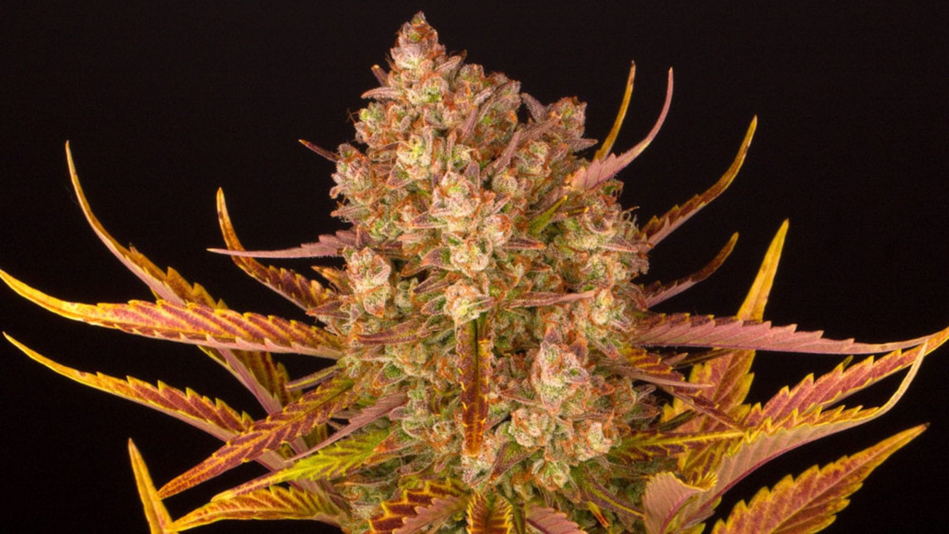 Dos-Si-Dos Auto by Barney's Farm