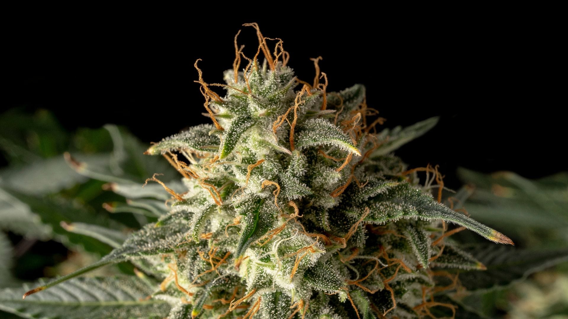 Dr Seedsman CBD 30:1 has anxiety-fighting properties