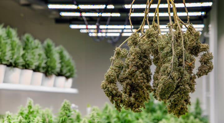 dry your buds before curing