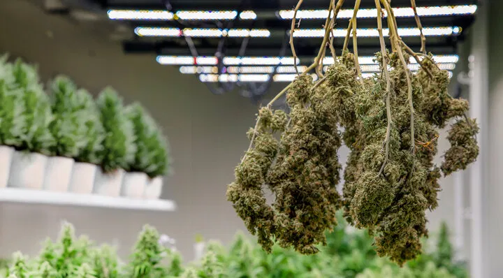 dry your buds before curing