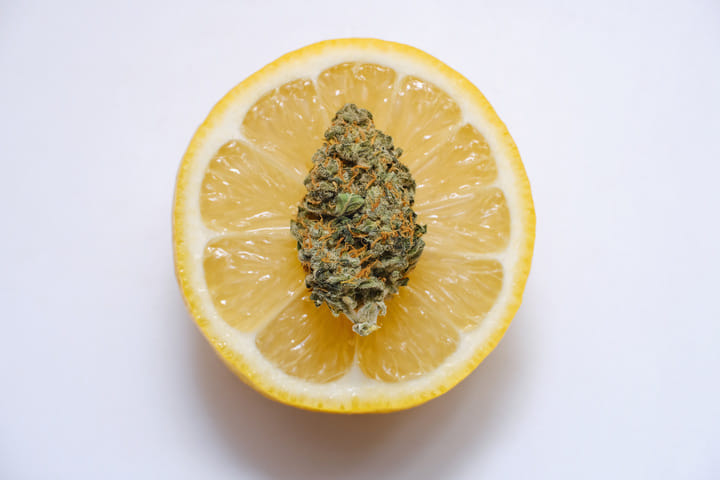 fast drying cannabis can cause terpenes to evaporate